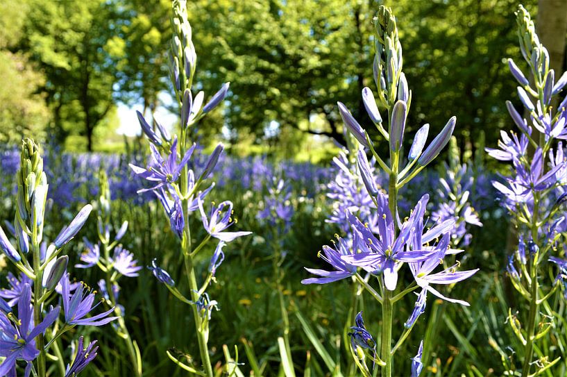 Purple flowers in spring par Lisanne Rodenburg