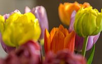 Pastel-coloured tulips