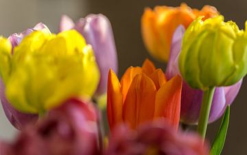 Pastellfarbene Tulpen von Ingrid van Wolferen