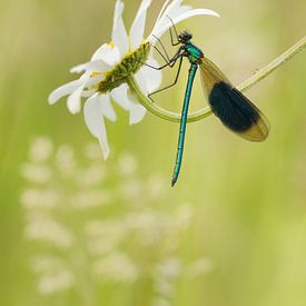 meadowlark sur Remco loeffen