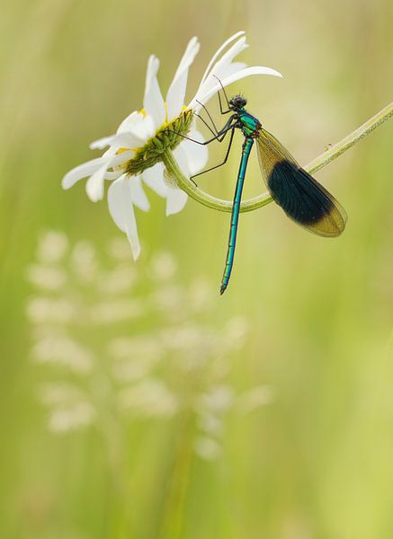 weidebeekjuffer van Remco loeffen