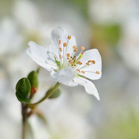 Spring by Violetta Honkisz