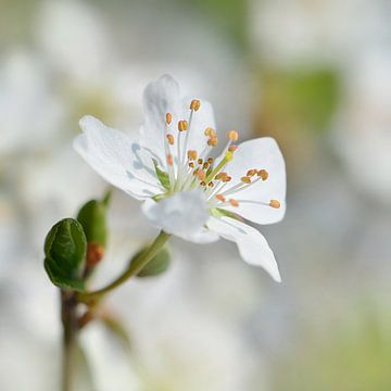 Frühling