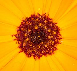 Calendula flower by Bo Valentino