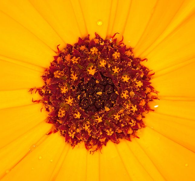 Calendula flower by Bo Valentino