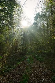 path to the light by JM BilderBude