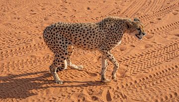Cheetah in the Kalahari of Namibia, Africa by Patrick Groß