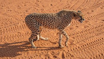 Guépard dans le Kalahari de Namibie, Afrique sur Patrick Groß