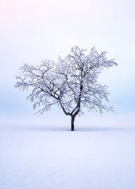 Murmures de la forêt ancienne