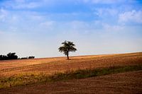 Ein einsamer Baum