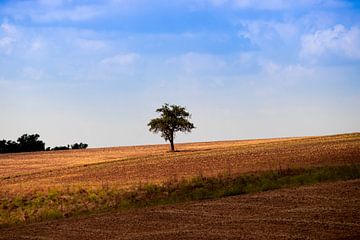 Un arbre solitaire sur Tim Zentgraf