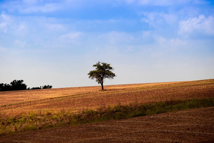 A lonely tree by Tim Zentgraf