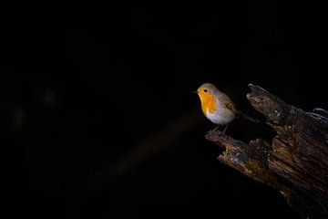 Roodborst van Andy van der Steen - Fotografie