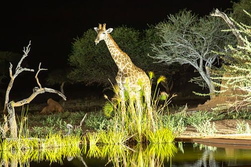 Giraffe by night - Encounter in the glow of the wilderness