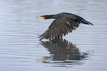 Kormoran im Flug