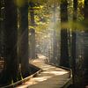 Idyllischer Holzweg im Herbstwald (Hochformat) von domiphotography