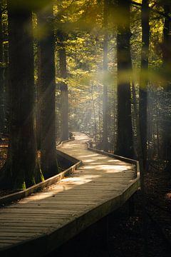 Idyllisch houten pad in herfstbos (staand formaat) van domiphotography