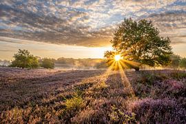 Heather at sunrise by Peter Bregman