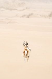Springböcke in Namibias einzigartiger Dünenlandschaft