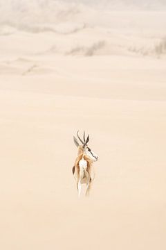 Springbok in het unieke duinenlandschap van Namibië van Chi