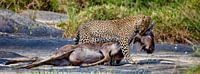 Leopard killed von Peter Michel Miniaturansicht