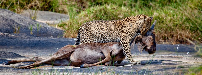 Leopard killed von Peter Michel