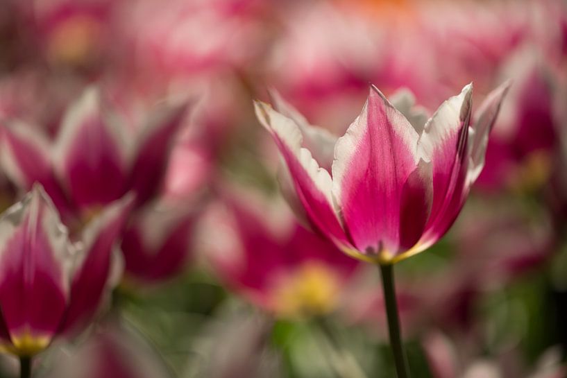 roze tulp by Jovas Fotografie