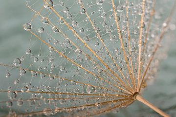 Droplets hanging from a fluff by Marjolijn van den Berg