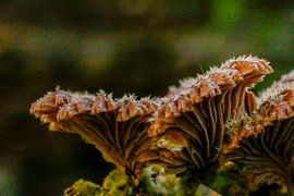 Impellers by Astrid Ingrid Wevers