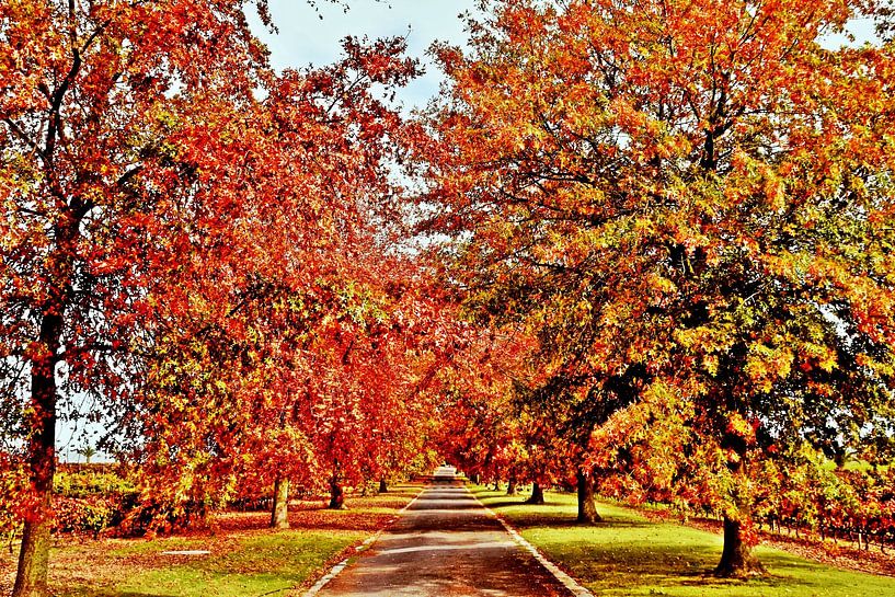 une allée et des arbres aux couleurs d'automne par Werner Lehmann