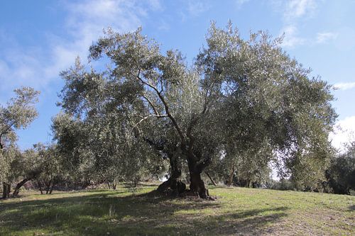 Deux oliviers sous le ciel bleu