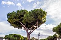 Parasolden in Rome