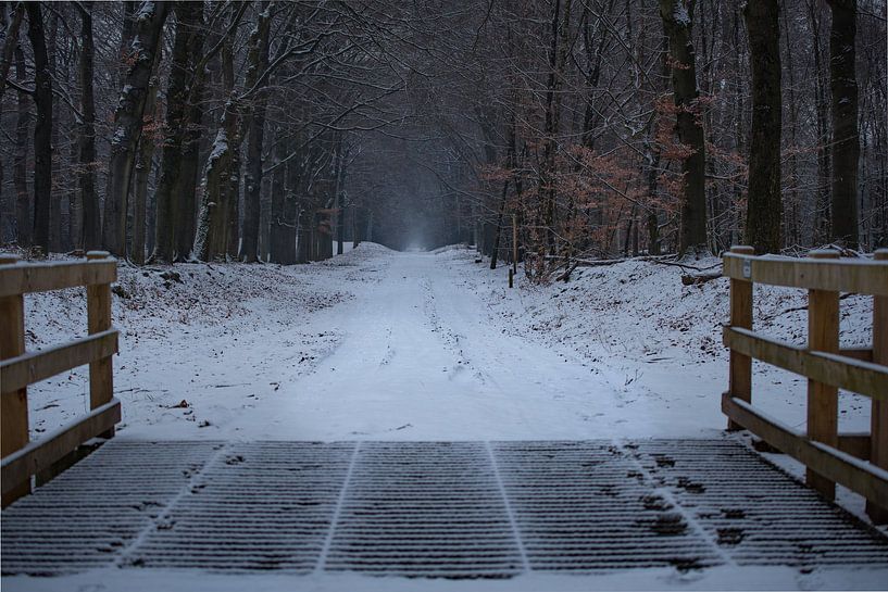 Wildrooster op de Veluwe van Cilia Brandts
