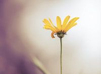 Herbe jaune