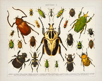 Antike Farblithographie Käfer I von Studio Wunderkammer