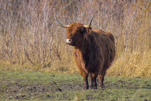Schotse Hooglander
