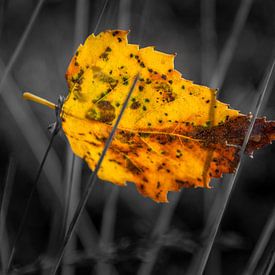Berkenblad gevangen in gras van Muriel Dorland