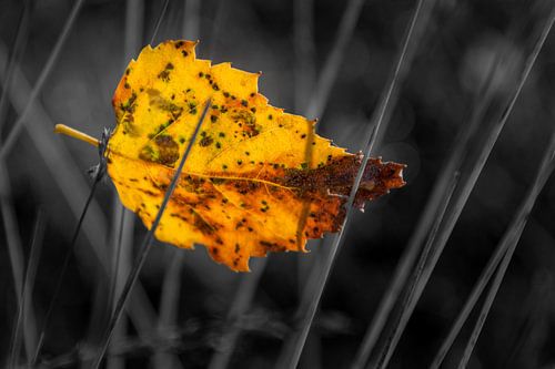 Berkenblad gevangen in gras