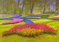Beautiful tulip field