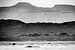 Dromedar in der Wüste von Sam Mannaerts