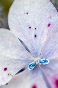 Bloem, blauw paars von Wouter Sikkema
