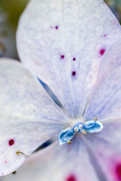 Bloem, blauw paars van Wouter Sikkema