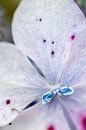 Bloem, blauw paars van Wouter Sikkema thumbnail