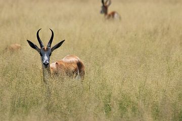 Springbok antilope in hoog gras