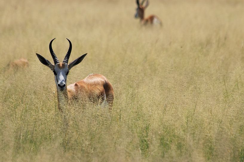 Springbok antelope in high grass by Bobsphotography
