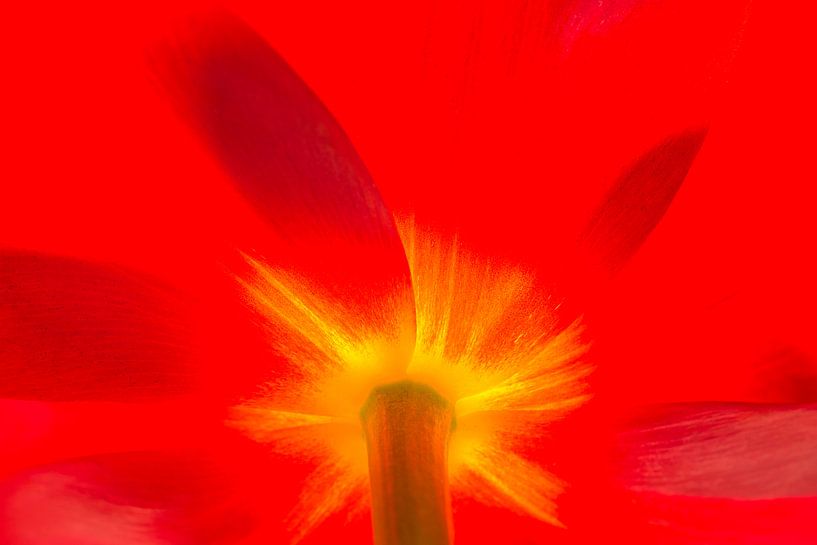 Flower details (2) by Monika Scheurer