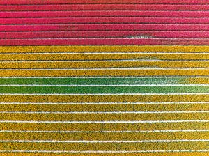Rote und gelbe Tulpen in landwirtschaftlichen Feldern von oben gesehen