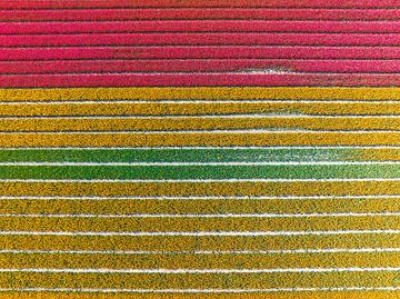 Red and yellow tulips growing in agricutlural fields seen from above by Sjoerd van der Wal Photography