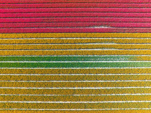 Rode en gele tulpen in akkers van bovenaf gezien