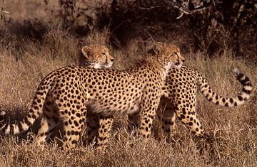 Cheeta in Botswana, Zuidelijk-Afrika van Paul van Gaalen, natuurfotograaf